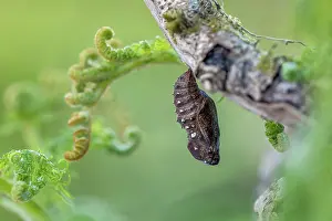 Transform: High Brown Fritillary Butterfly - Chrysalis - UK