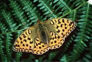 Fritillaries: High Brown Fritillary Butterfly - on fern, with wings open