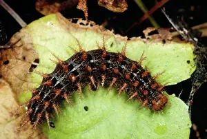 Argynnis: High Brown Fritillary BUTTERFLY - larvae / caterpillar