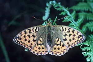 Fritillaries: High Brown Fritillary Butterfly - with wings open
