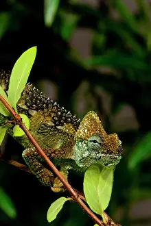 Sauria: High-casque Chameleon, Trioceros hoehneli