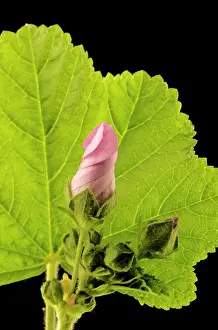 Spirals: High / Common Mallow - with closed flower bud