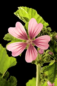 Malva: High / Common Mallow - with single, open flower