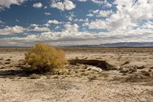 Tamarisk: High desert in Utah, near Eureka. Invaded by tamarisk