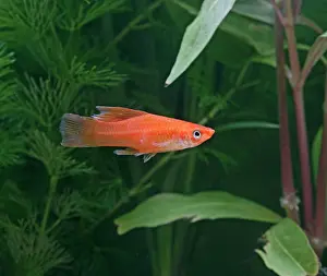 Sword: High fin swordtail - side view