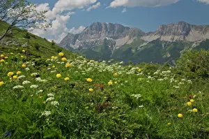 Spectacular: High flowery pastures - with globe flowers - at