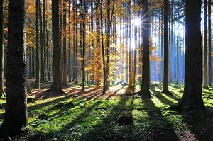 Timber: High forest in autumn with backlight, Natirpark