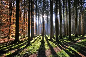 Timber: High forest in autumn with backlight, Natirpark
