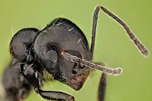 Shows: High magnification shot of an ant, it shows how