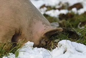 Burrower: High pig outdoors in the snow Plougastel
