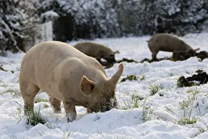 Burrower: High pigs outdoors in the snow Plougastel
