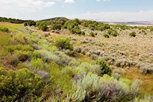 Sagebrush: High Sagebrush desert, north of Rocksprings, Wyoming, USA