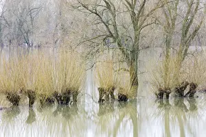 Salix: High water level in the floodplain of river IJs
