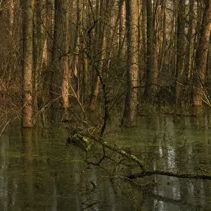 Tall: At high water levels... near-natural marshy forest