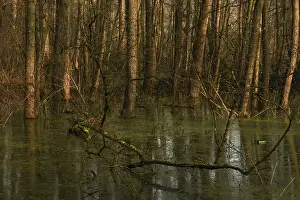 Tall: At high water levels... near-natural marshy forest