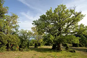 Junipers: High wood pasture with Downy Oak - Turkey Oak and