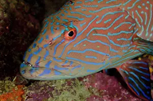Grouper: Highfin Coralgrouper