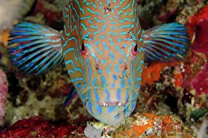 Papua: Highfin Coralgrouper