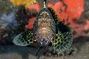 Grouper: Highfin Grouper