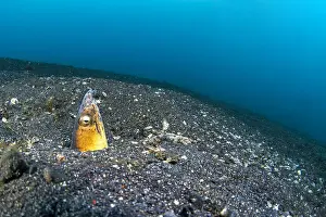 Hide: Highfin snake eel (Ophichthus altipennis) on a sandy