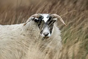 Islay: Highland Blackface Sheep