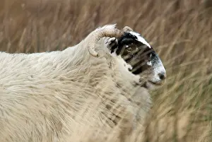 Islay: Highland Blackface Sheep