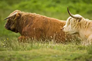 Tauruses: Highland bull and cow lying in a meadow Scotland
