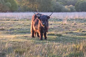270919: Highland Bull on Norfolk grazing marsh - Norfolk