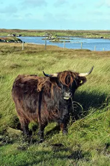 Bullock: Highland Bullock, South Uist, Outer Hebrides