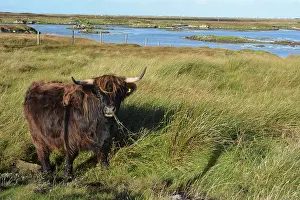Bullock: Highland Bullock, South Uist, Outer Hebrides