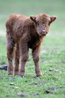 Inquisitive: Highland Calf - in meadow, looking inquisitive