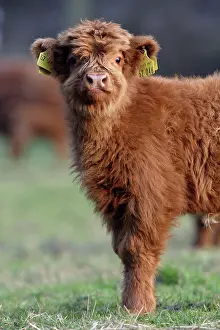 Registration: Highland Calf - On meadow, with registration tags