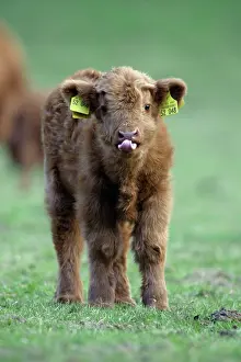 Registration: Highland Calf - On meadow, with registration tags
