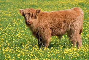 Bullock: Highland Cattle