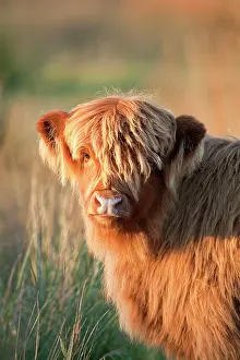 Highland Cattle