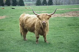 Bovines: Highland Cattle