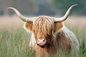 Geoff Du Feu: Highland Cattle