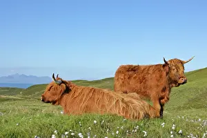 Bovinae: Highland Cattle - two adults with one resting on