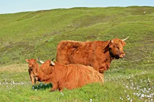 Bovinae: Highland cattle - two adults of which one is resting