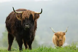 Cattles: Highland Cattle, Bergisches Land, North Rhine-Westphalia
