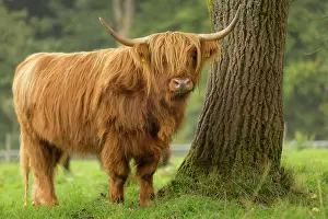 Germ: Highland Cattle, Bergisches Land, North Rhine-Westphalia