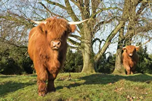 Taurus: Highland cattle (Bos primigenius taurus), Wacholderhain