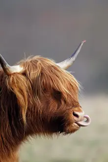 Suffolk: Highland cattle (Bos taurus) adult animal with its