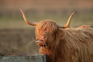 Taurus: Highland cattle (Bos taurus) adult animal eating
