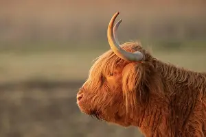 Taurus: Highland cattle (Bos taurus) adult animal head portrait