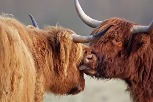 Highland cattle (Bos taurus) two adult animals with
