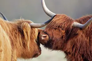 Greeting: Highland cattle (Bos taurus) two adult animals greeting