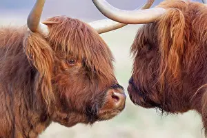 Greeting: Highland cattle (Bos taurus) two adult animals greeting