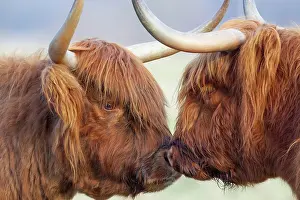 Greeting: Highland cattle (Bos taurus) two adult animals greeting