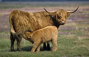 Taurus: Highland Cattle (Bos taurus) highland cow with